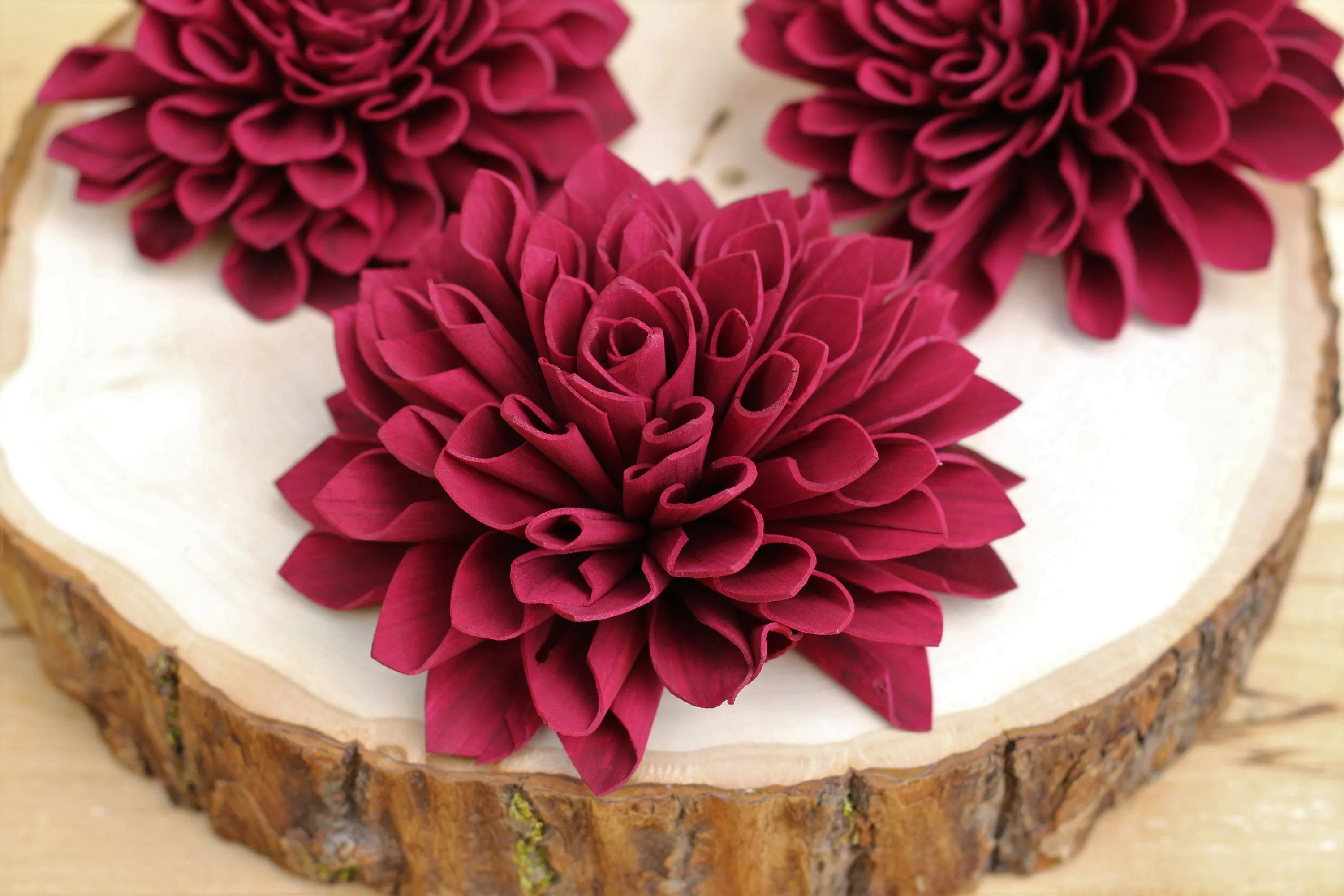 Burgundy/Marsala Sola Dahlias 4" ( Set of 5 )