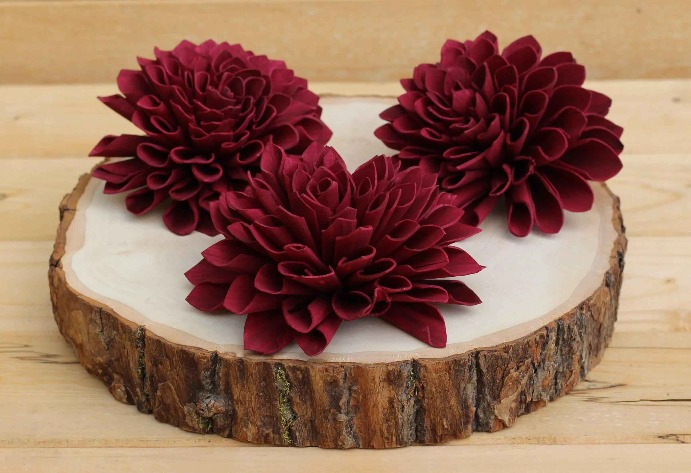 Burgundy/Marsala Sola Dahlias 4" ( Set of 5 )