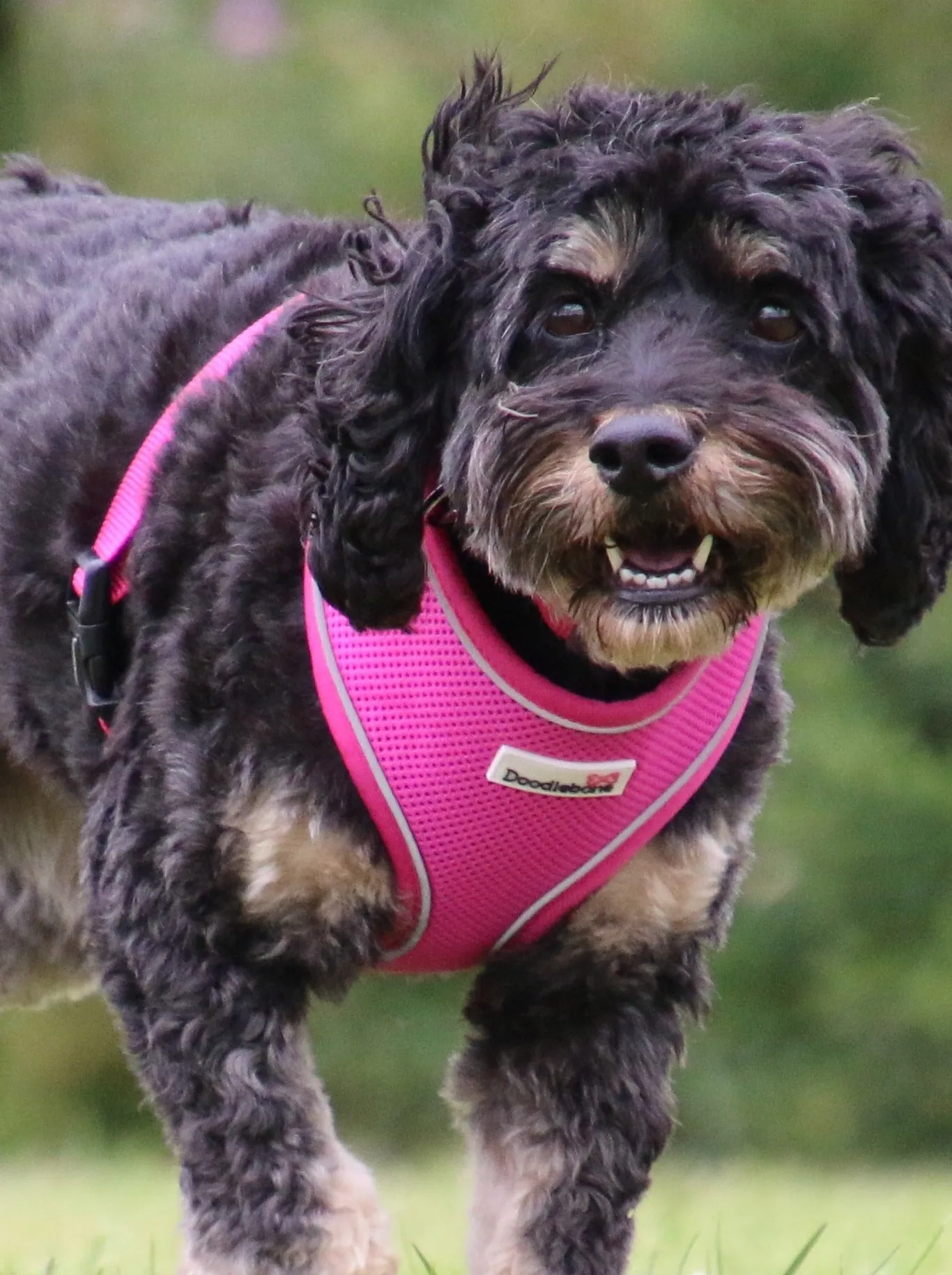 Doodlebone Soft Padded Airmesh Harness Neon Pink