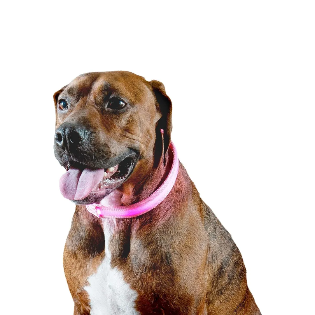 Furhaven LED Safety Light-Up Pink Dog Collar